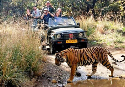 Same Day Ranthambore Tour
