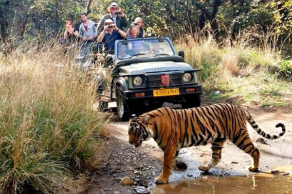 Same Day Ranthambore Tour