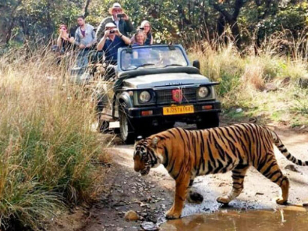 Same Day Ranthambore Tour