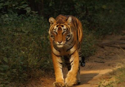 2 Nights 3 Days Ranthambore Tour Package
