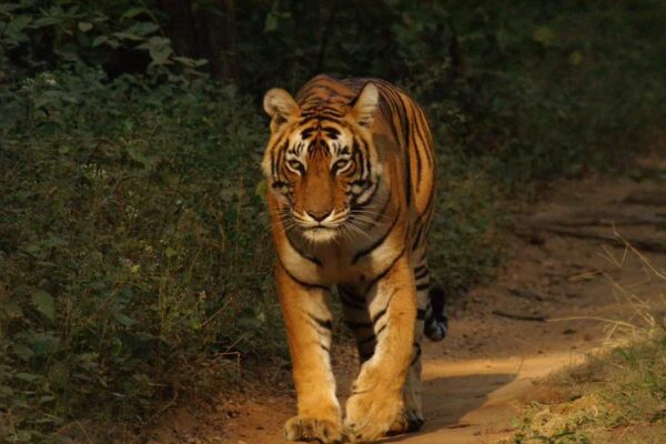 2 Nights 3 Days Ranthambore Tour Package
