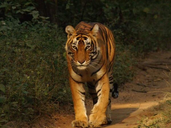 2 Nights 3 Days Ranthambore Tour Package