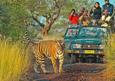 1 Night 2 Days Ranthambore Tour Package
