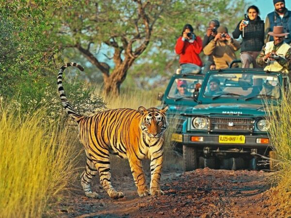 1 Night 2 Days Ranthambore Tour Package